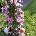 Vesna Free Parking Apartment Opatija